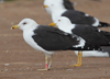 1cy fuscus in August, ringed in Finland. (81365 bytes)